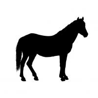 Pferd 
