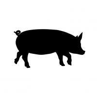 Schwein