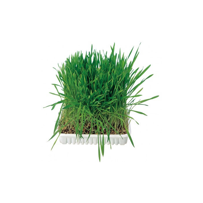 Katzengras - ca. 100g