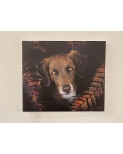 "Herbstzeit" Foto-Druck mit Hund auf Leinwand, 60x50cm