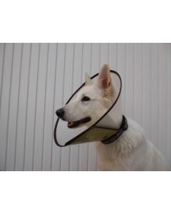 Weisser Schäferhund mit einem transparenten Schutzkragen, erhältlich bei petcenter.ch