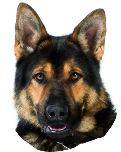 Deutscher Schäferhund Aufkleber, "petcenter.ch-Edition" - 2 Stück