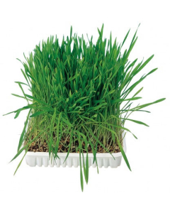 Katzengras - ca. 100g