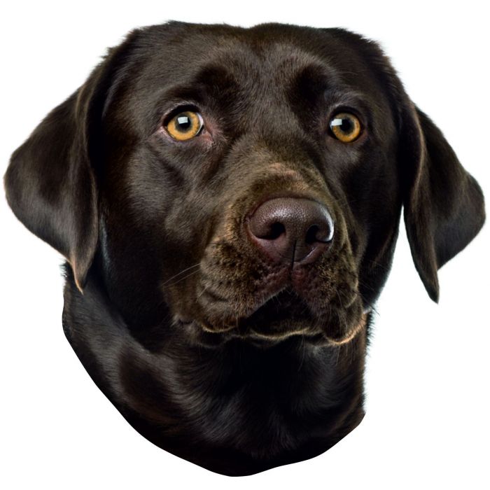 Labrador (braun) Aufkleber, "petcenter.ch-Edition" - 2 Stück